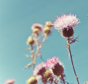 Image of thistle.