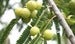 Image of Amla Extract 2oz