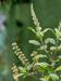 Image of Holy Basil 2oz