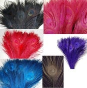 Image of Colored Peacock Feathers Pack of 10 (buy 5 packs get 1 free)