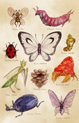 Image of Scientific Illustrations (Pokémon) - Print 12x18
