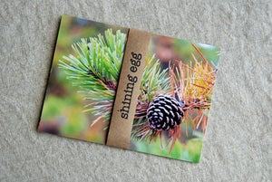 Image of postcards from maine