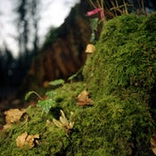 Image of Emblematic Essence 2