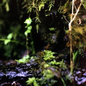 Image of Emblematic Essence 5