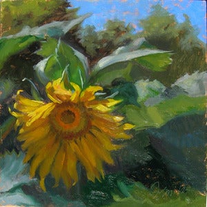 Image of Sunflower, Close-up