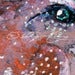 Image of Signed Limited Edition Giclee Art Print Dream Song Bird V
