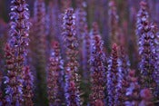 Image of Abundance #02