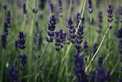 Image of Abundance #03