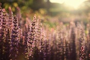 Image of Abundance #04
