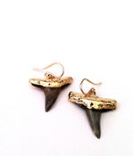Image of shark tooth earrings