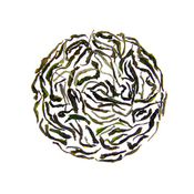 Image of Darjeeling First Flush Makaibari - Organic