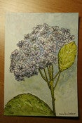 Image of Postais - tema - natureza - 4