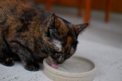 Image of Pet Dish