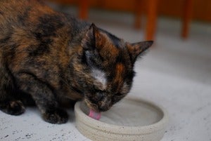 Image of Pet Dish