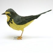 Image of CANADIAN WARBLER