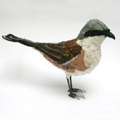 Image of RED BACKED SHRIKE