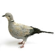 Image of COLLARED DOVE