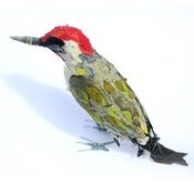 Image of GREEN WOODPECKER