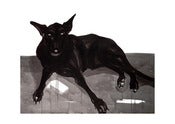 Image of Prince