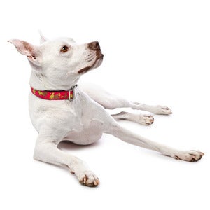 Image of Camo Collar