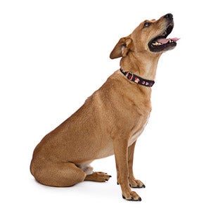 Image of So Punk Rock Collar