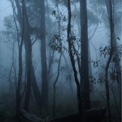 Image of Gum Trees