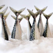 Image of Fish Tails
