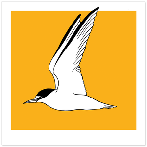 Image of Print / Least Tern