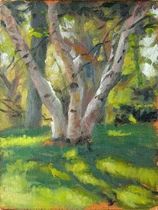 Image of Birch Clump