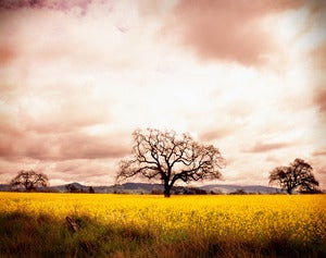Image of Sonoma Valley, CA