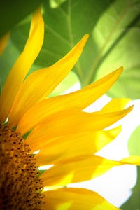 Image of Sunflower