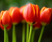 Image of Tulips