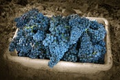 Image of Bear Ranch Zin Grapes