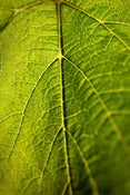 Image of Grape Leaf