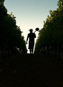 Image of Vineyard Manager