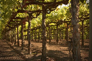 Image of Silver Oak