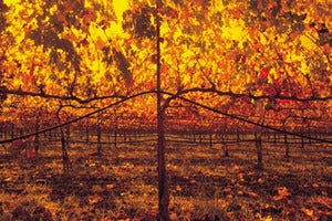 Image of Mondavis Grapes