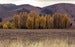 Image of "Populus"