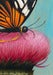 Image of "Mr. McPrickles" mounted giclee print