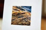 Image of tiny seaweed print
