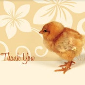 Image of baby chick thank you