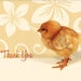 Image of baby chick thank you