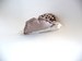 Image of papillOn* (marron)