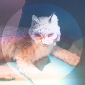 Image of Simian Ghost - 'Lovelorn' mini-album (CD)