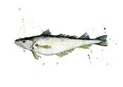 Image of Whiting 