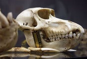 Image of Museo Anatomia Comparata, Roma - Constructing Nature: Modes of Display [Cranio di Scimmia]]