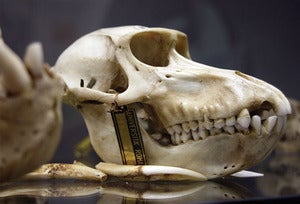 Image of Museo Anatomia Comparata, Roma - Constructing Nature: Modes of Display [Cranio di Scimmia]]