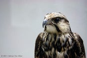 Image of Museo Zoologia, Bologna.  Constructing Nature: Empathy Portrait [Falco]