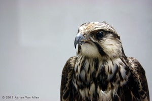 Image of Museo Zoologia, Bologna.  Constructing Nature: Empathy Portrait [Falco]