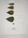 Image of Natural Assembly - Demo - SOLD OUT